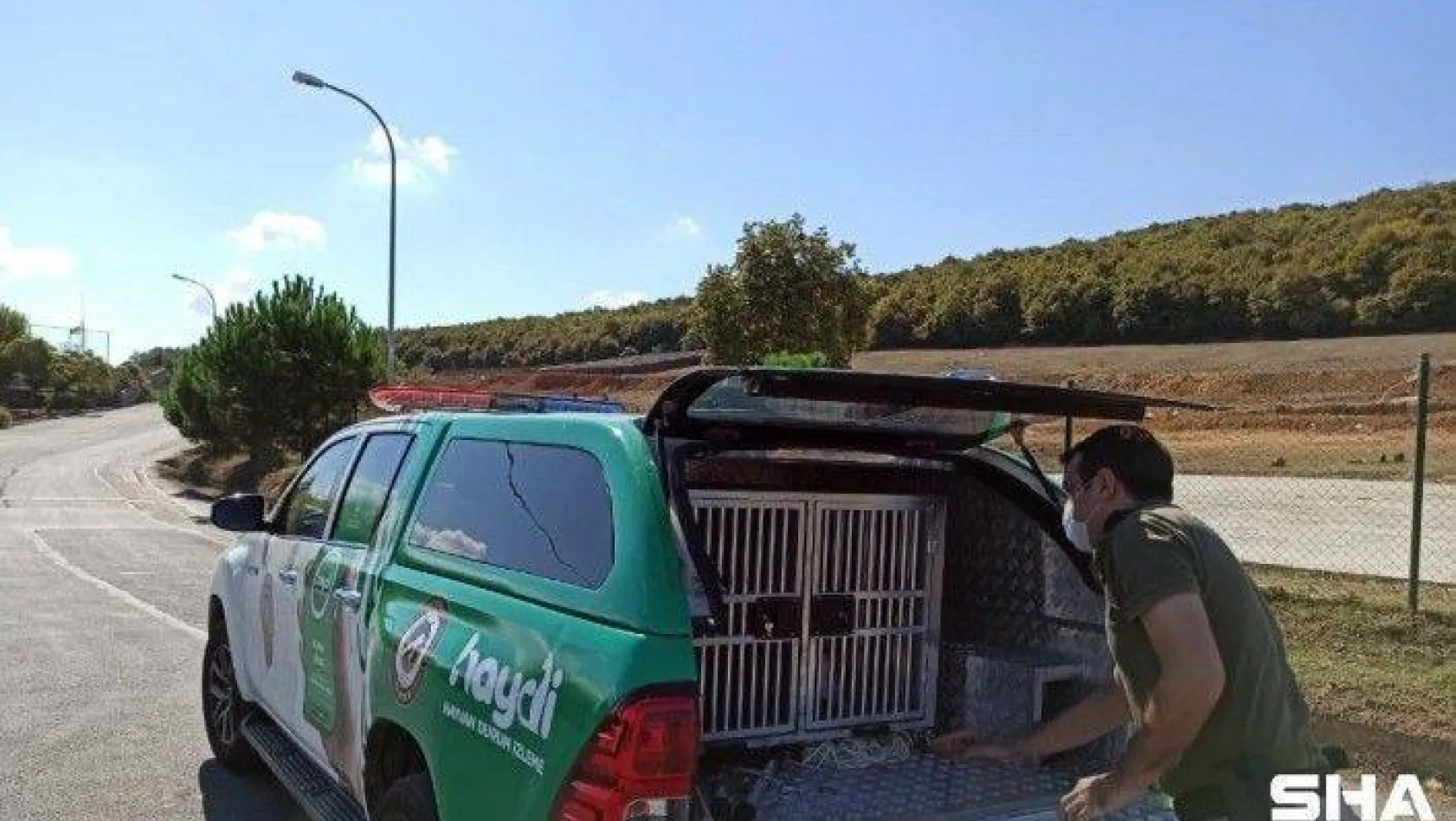 Sarıyer'de 'tehlike ırk' köpek besleyen şahsa cezai işlem uygulandı
