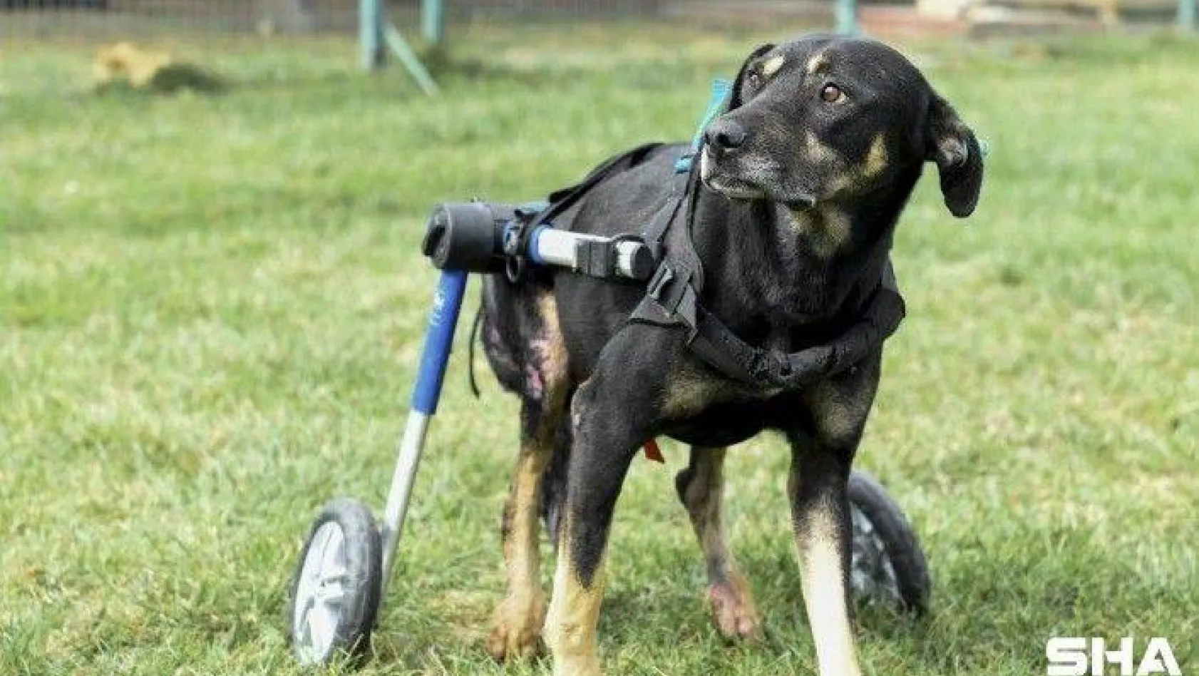 Umut isimli köpek özel tasarlanan ortopedik yürüteçle hayata tutunuyor