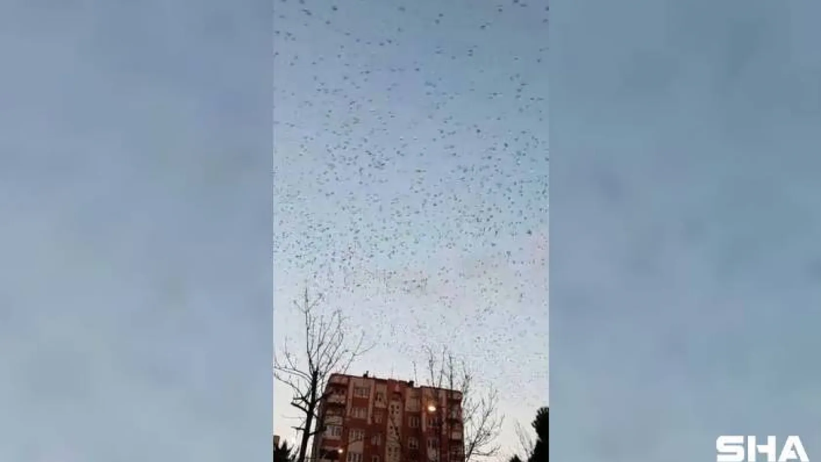 (ÖZEL) İstanbul semalarında sığırcık kuşlarının muhteşem dansı