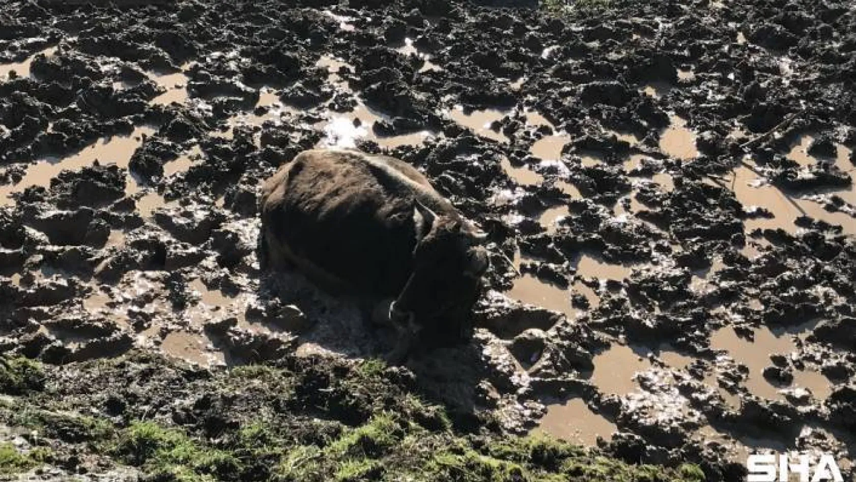 Beykoz'da çamura saplanan inek kurtarıldı