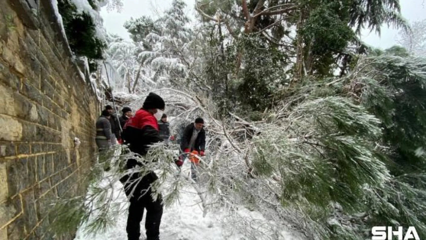 Kartal Belediyesi ekiplerinden devrilen ağaca müdahale