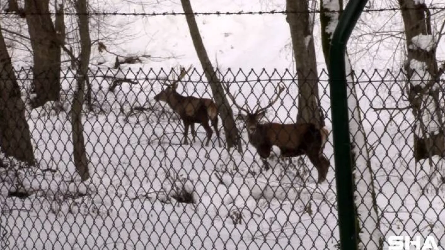 Belgrad Ormanı'ndaki geyikler böyle görüntülendi