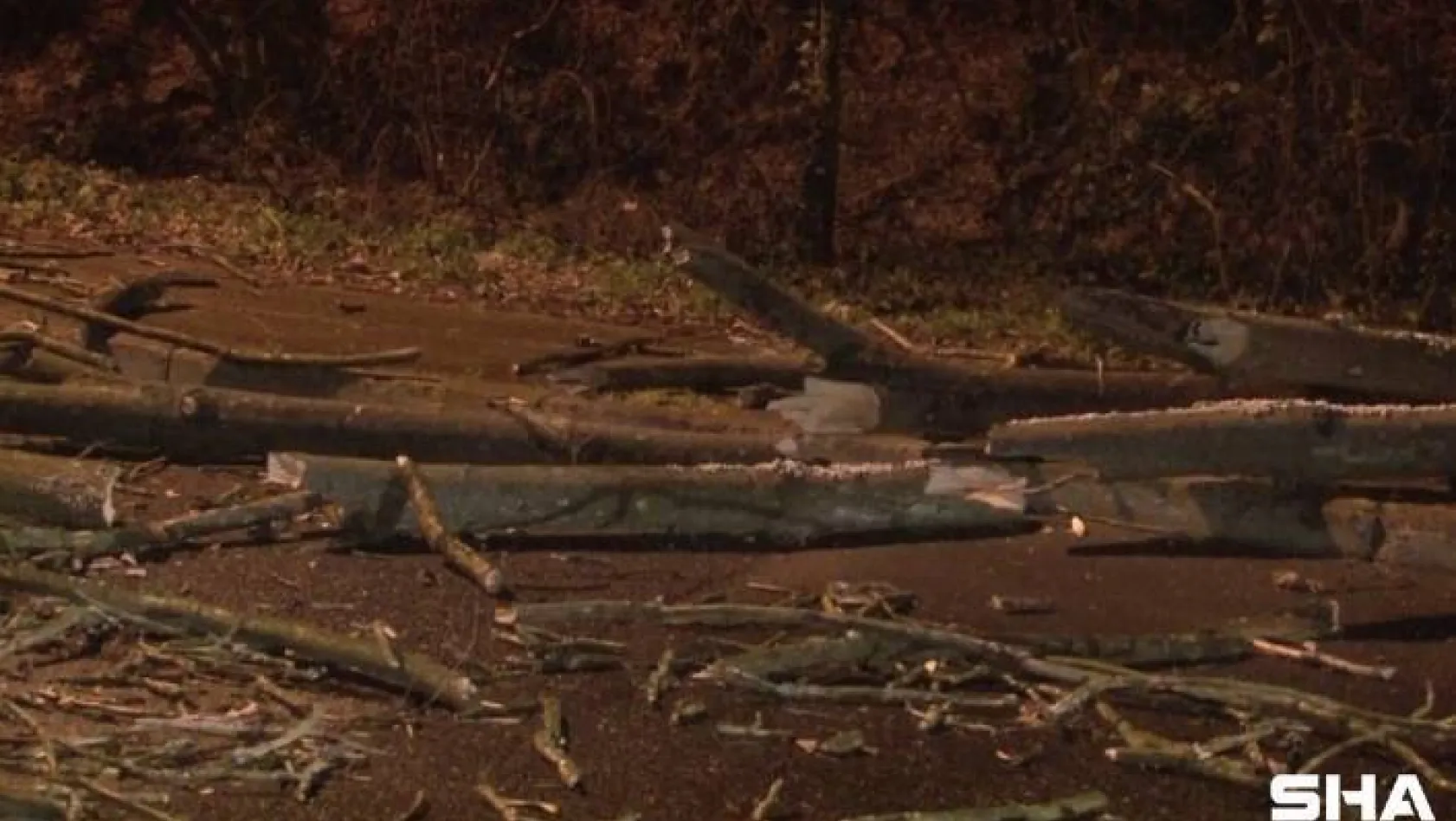 Beykoz'da fırtınada çınar ağacı yola devrildi