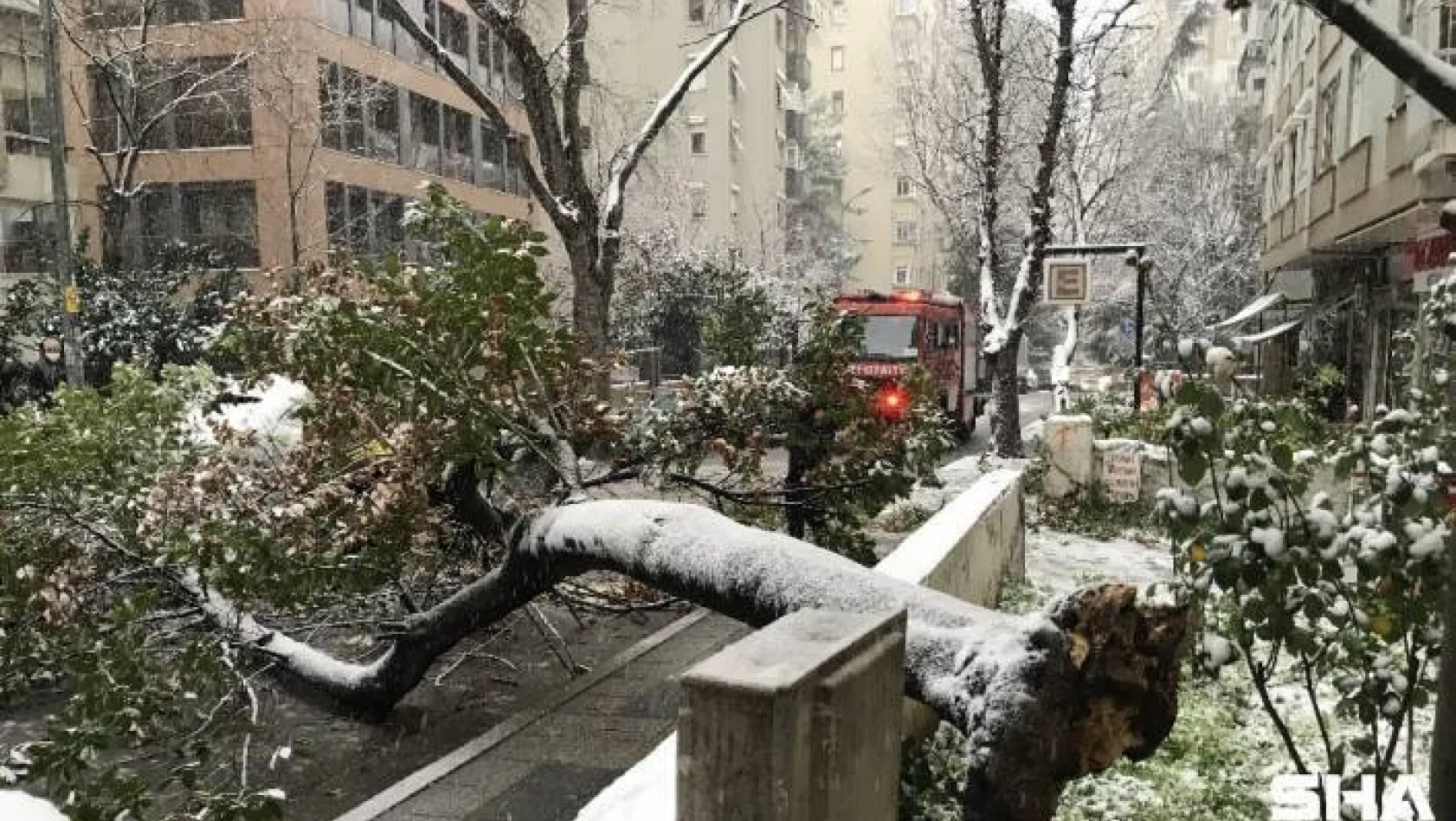 Kadıköy'de kar yağışına dayanamayan ağaç, araçların üzerine devrildi