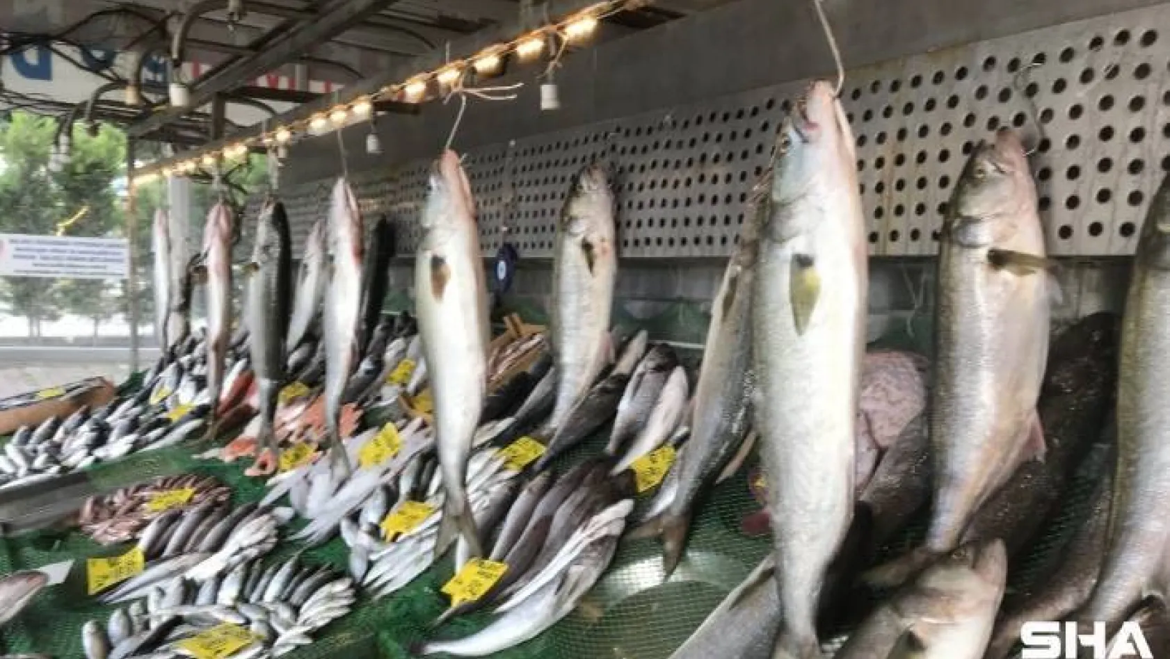 Marmara Denizi'nde Kofana Balığı bolluğu, kilosu 300 liradan 70 liraya düştü