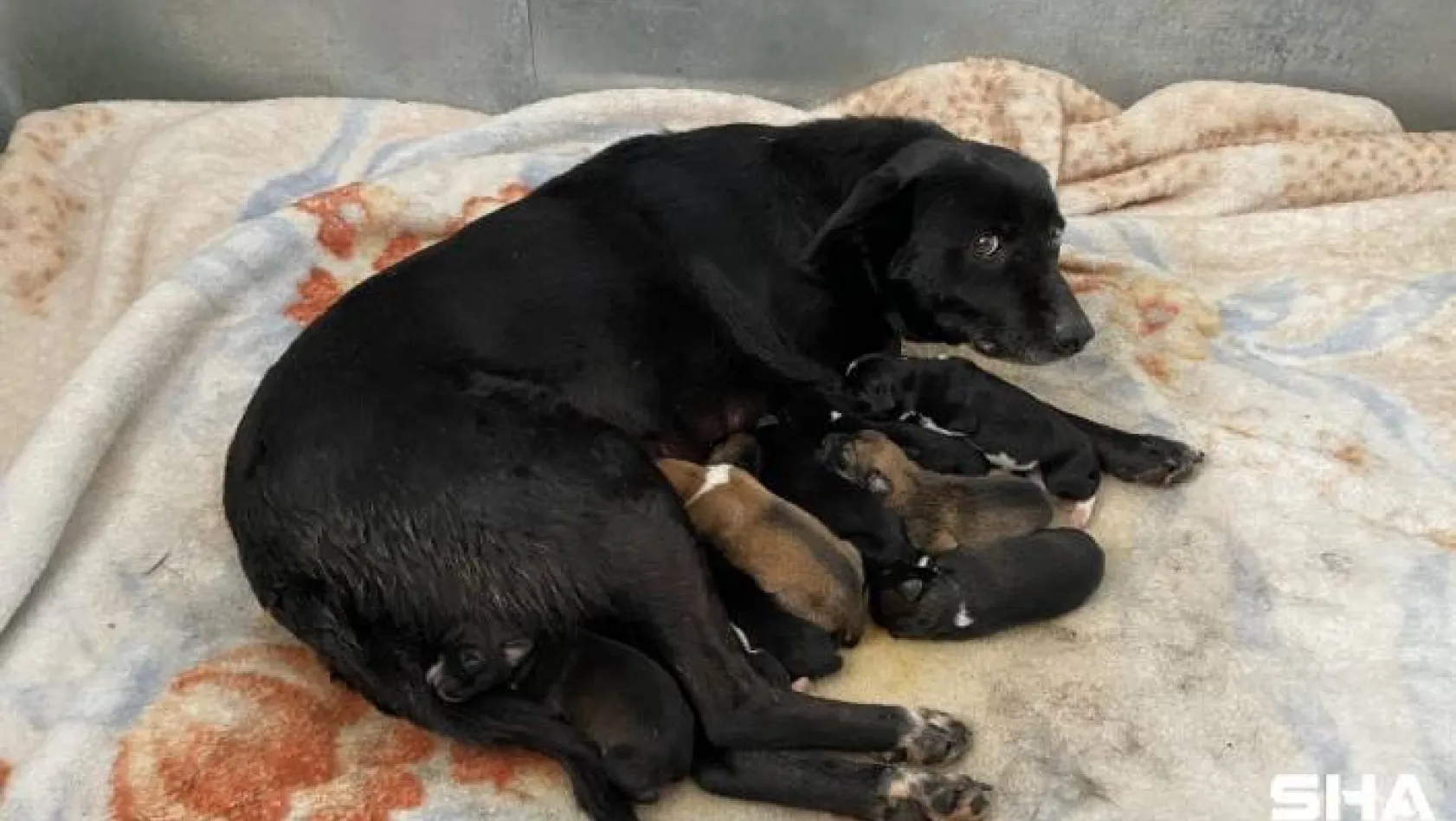 (ÖZEL) Esenyurt'ta donmaktan son anda kurtarılan yavru köpekten iyi haber geldi