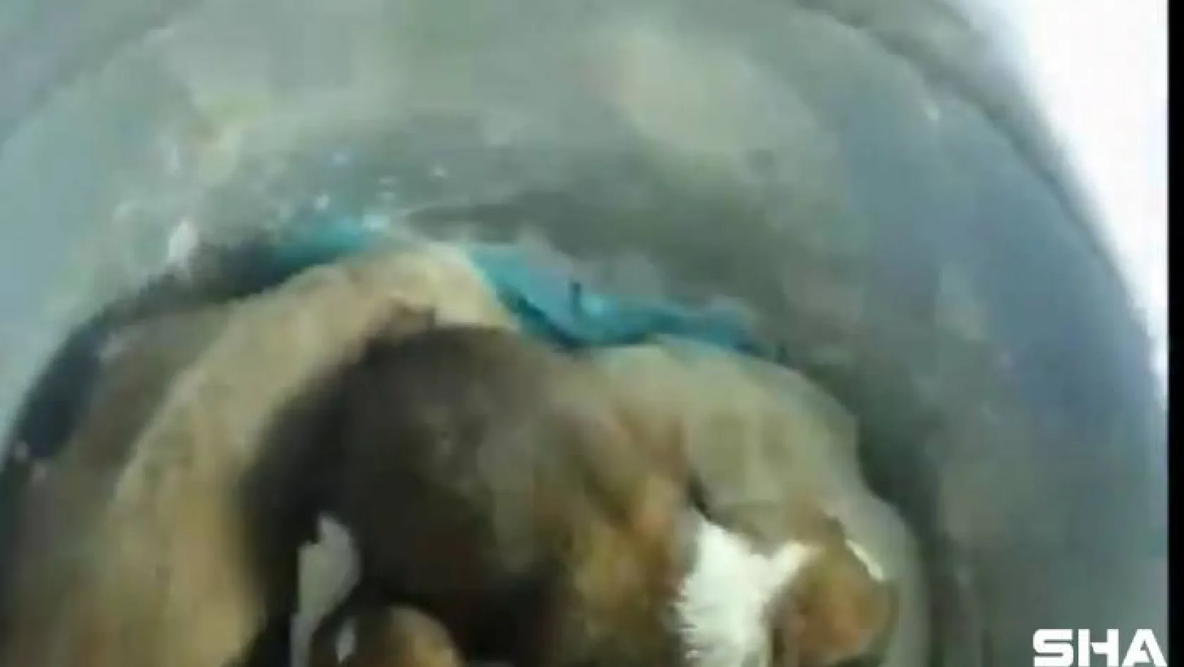 Beykoz'da yeraltı çöp konteynerine atılan 7 yavru köpek, itfaiye tarafından kurtarıldı