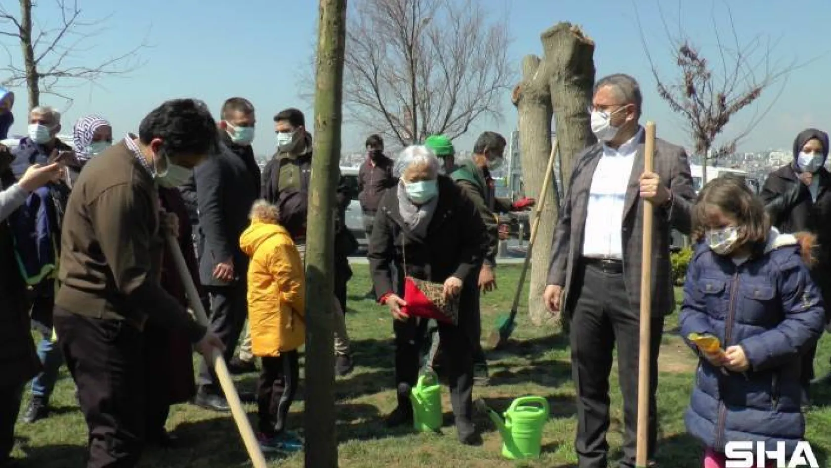 Üsküdar'da Kız Kulesinde katledilen ağaçların yerine yenileri dikildi