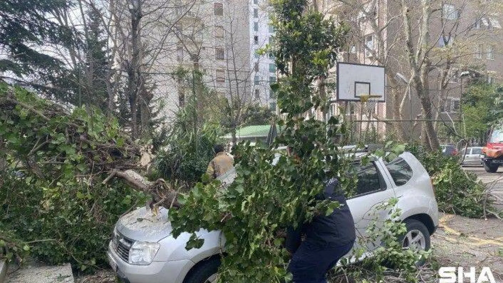Kadıköy'de park halindeki otomobillerin üzerine ağaç devrildi