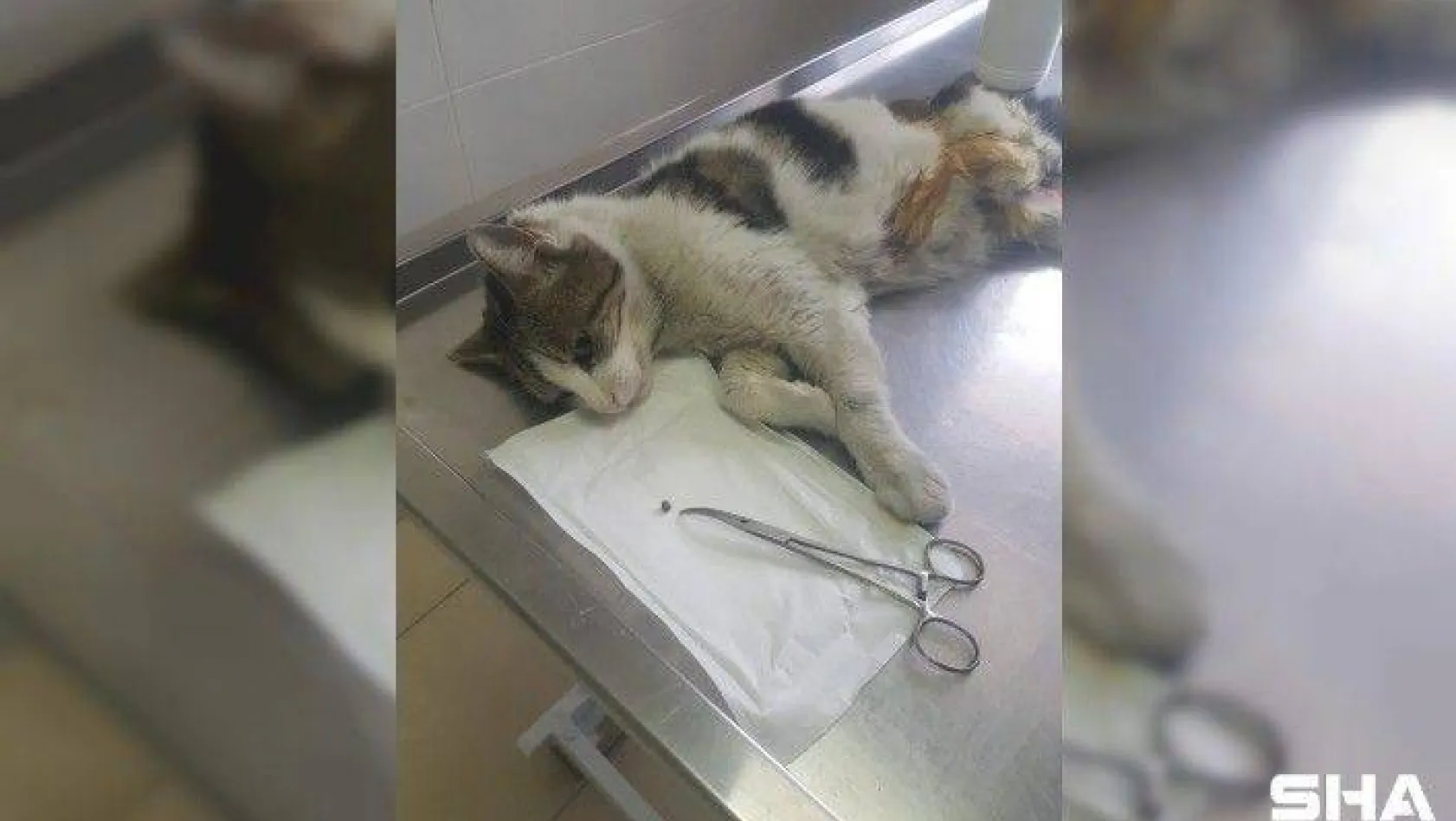 (Özel) Esenyurt'ta yaralı kedinin vurulduğu ortaya çıktı