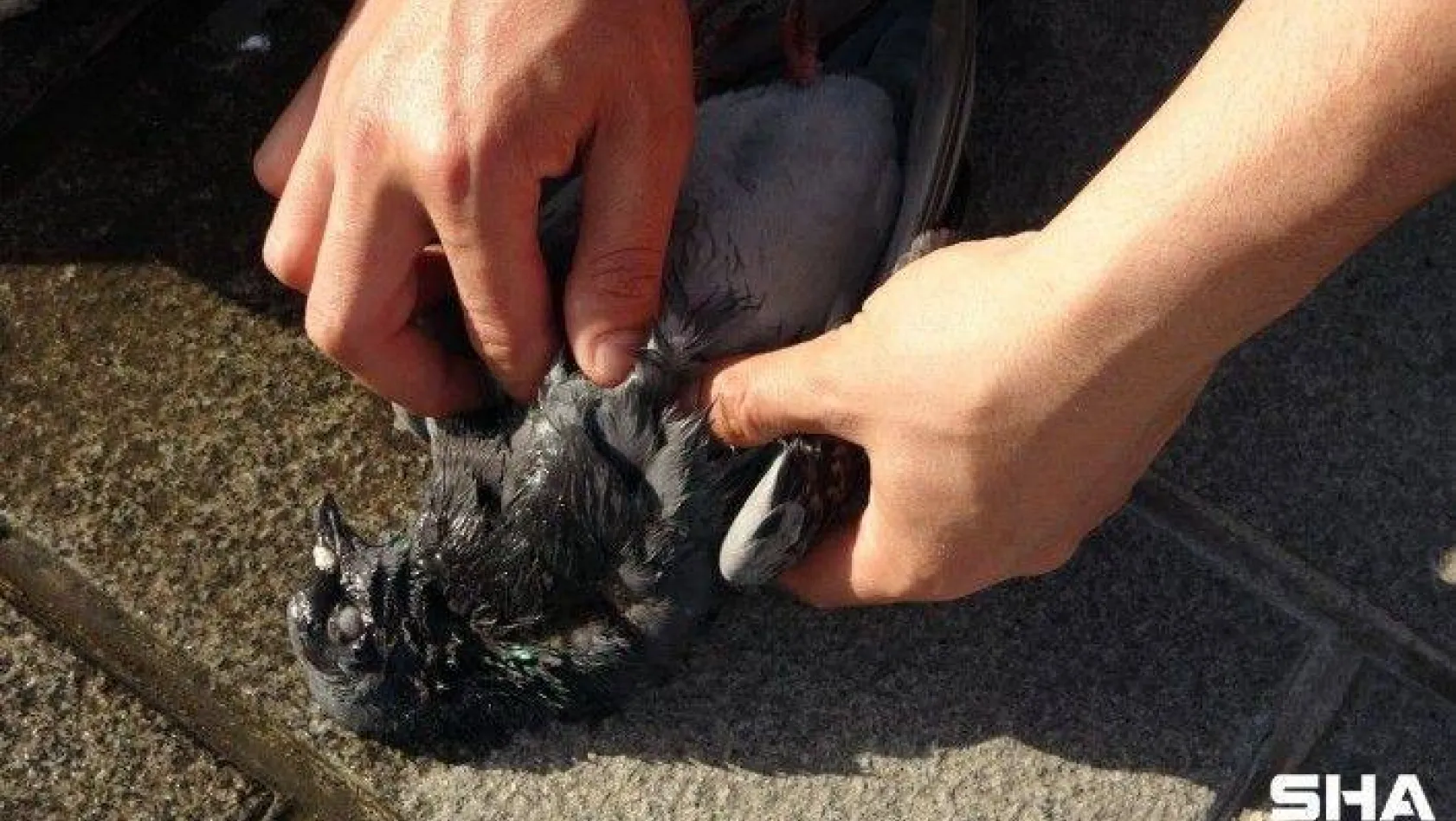 (ÖZEL) Taksim'de yaralı güvercini kurtarmak için seferber oldular