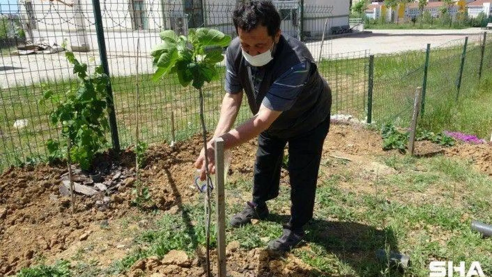 (Özel) Tuzla'da sağlık çalışanlarına jest için sağlık ocağının bahçesini meyve bahçesine çevirdi