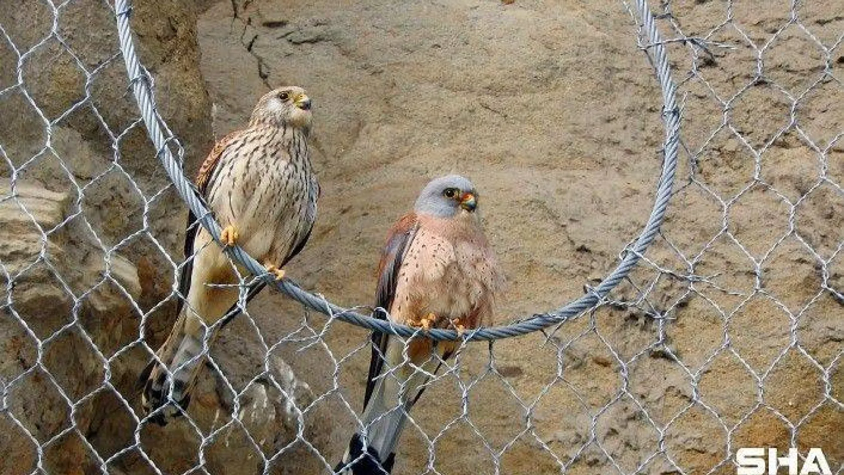 'Silivri'de Göçmen Kuşlara Cezaevi İstemiyoruz!'