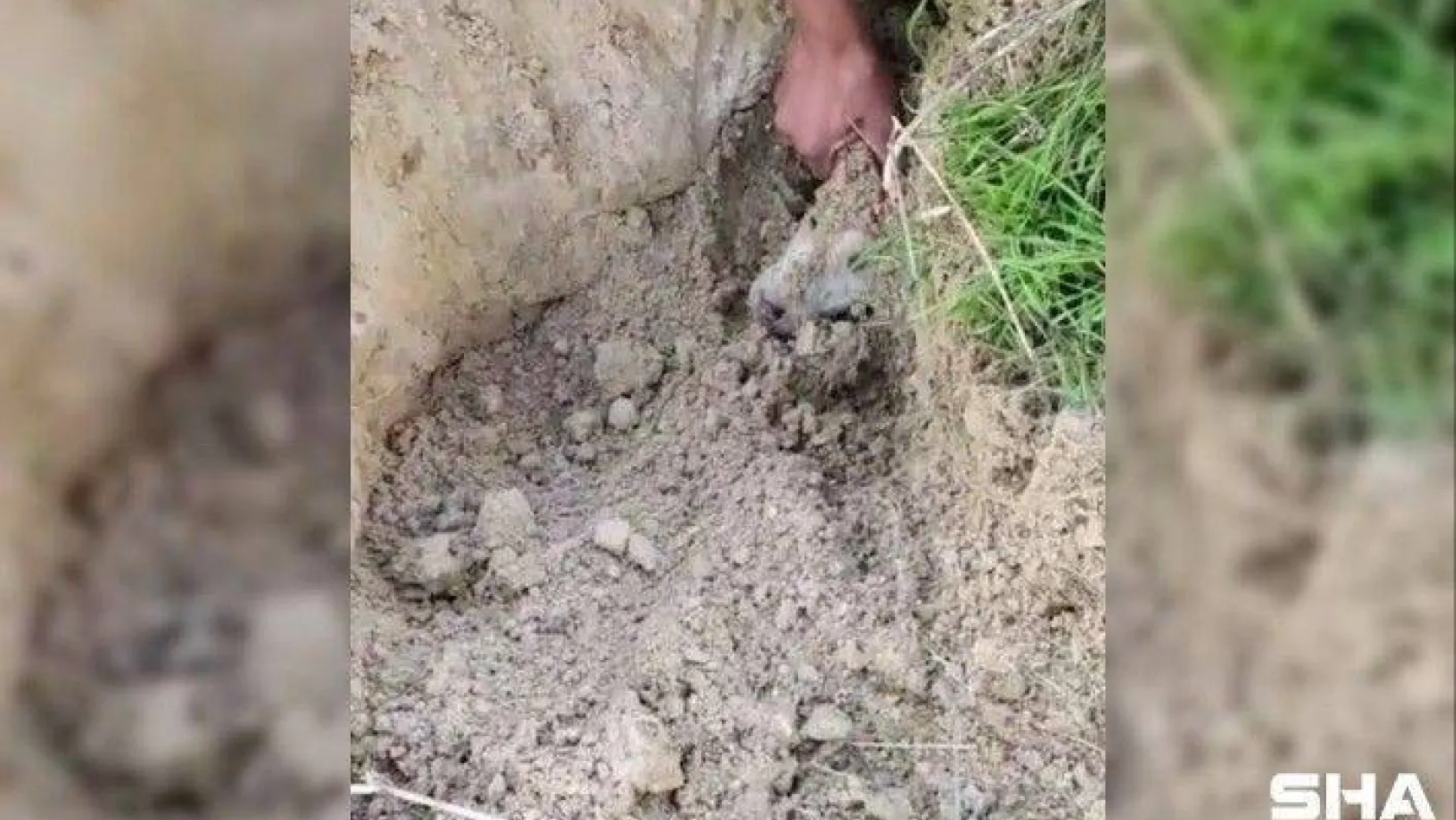 Esenyurt'ta toprak altındaki yavru köpekleri çocuklar kurtardı