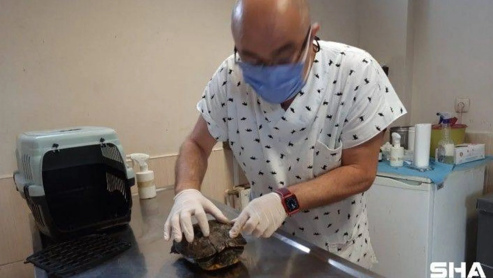 Maltepe'de kaplumbağanın inanılmaz kurtuluşu