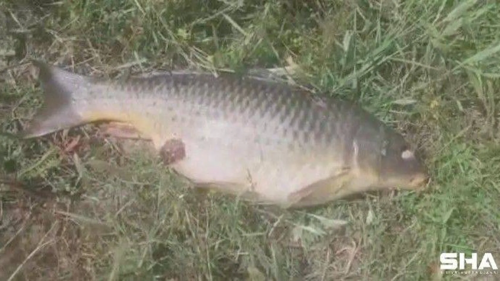 Ömerli barajında balık ölümleri korkuttu