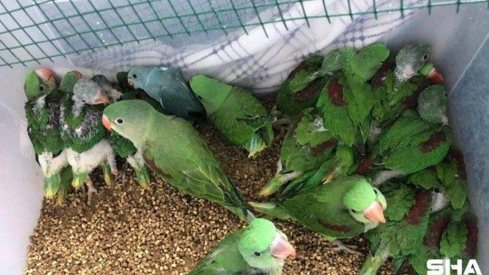 (ÖZEL) İstanbul'da papağan operasyonu: 38 İskender papağanı kurtarıldı