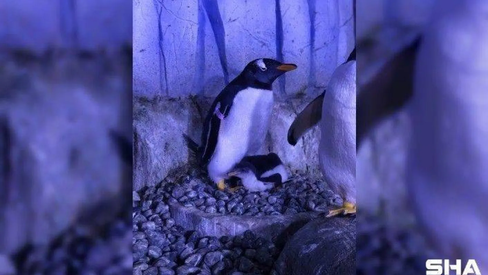 Akvaryum'da 2. bebek penguen de dünyaya gözlerini açtı