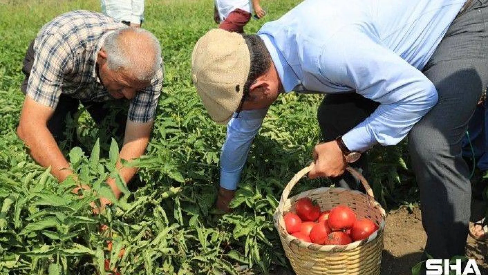 Başkan İmamoğlu, Yılın İlk Hasadını Çiftçilerle Birlikte Yaptı
