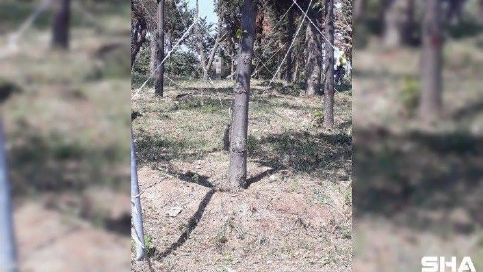 Küçükçekmece'de ağaca asılı erkek cesedi bulundu