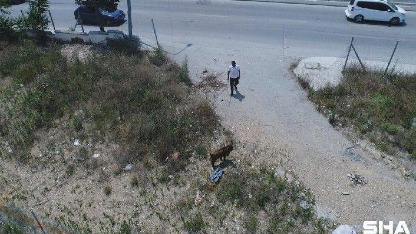 (ÖZEL) Sultangazi'de kaçan kurbanlığı yakalama çabası drone ile görüntülendi