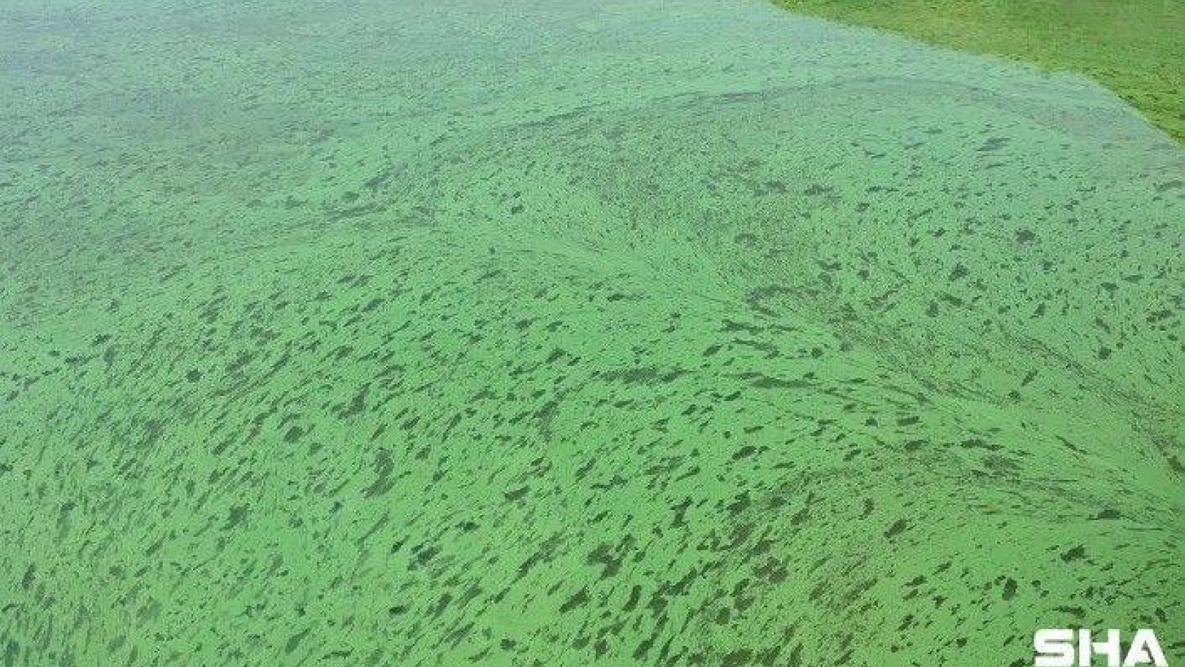 Sazlıbosna Gölü tehlike saçıyor, gölün rengi yeşile döndü