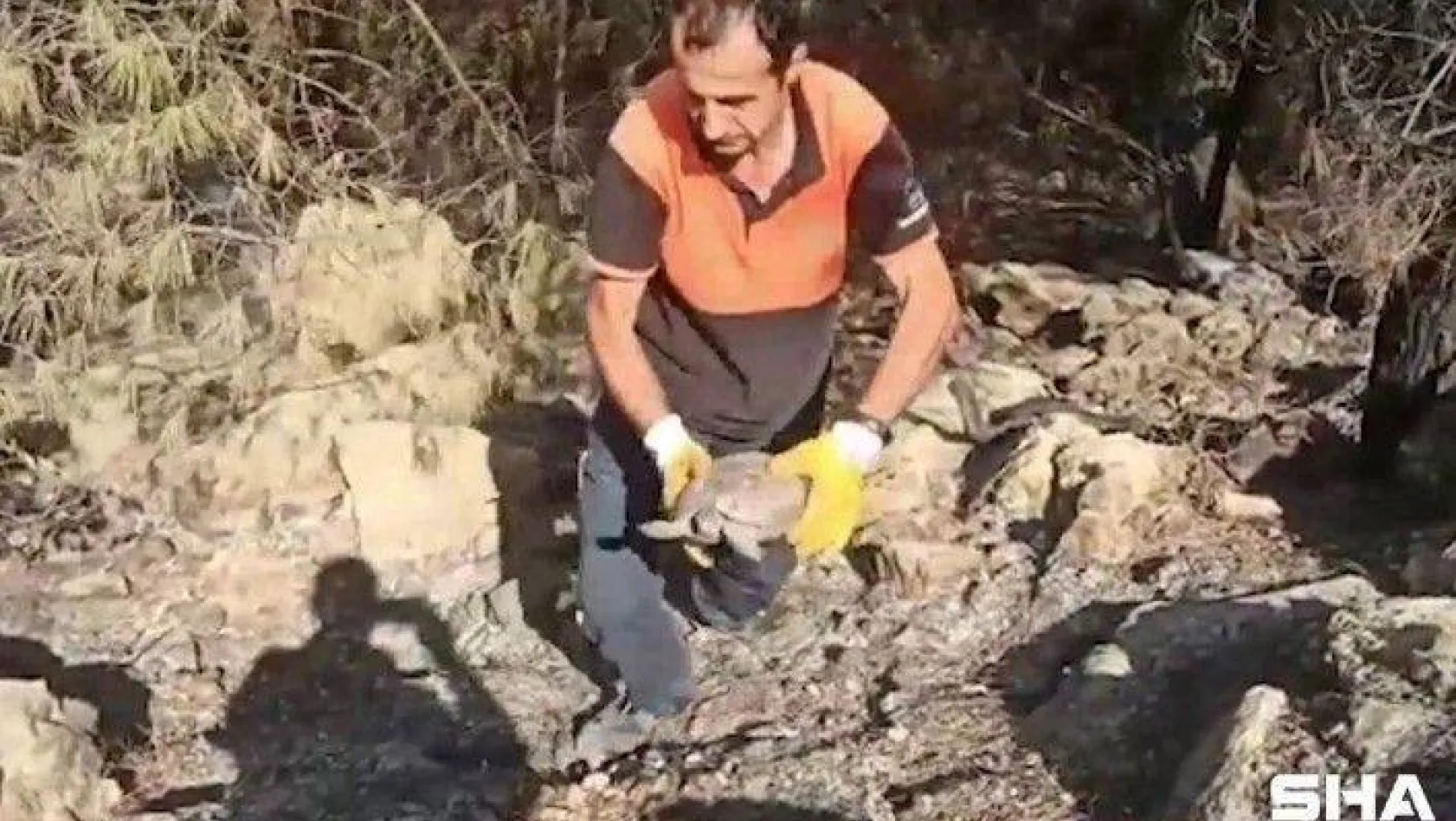 Antalya'da yangın söndürme çalışmasına destek veren ekipler, yaralı kaplumbağanın hayatını kurtardı