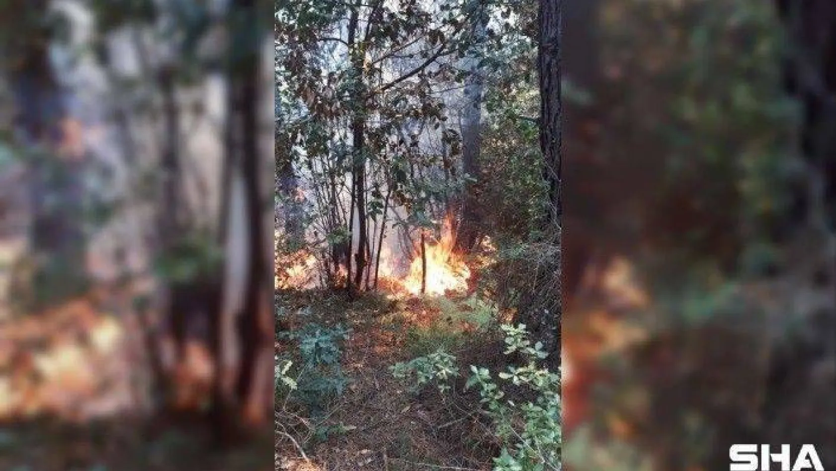 Beykoz'da ormanlık alanda çıkan yangın söndürüldü