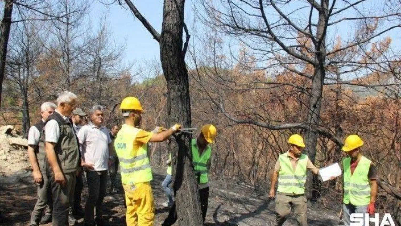 Orman Genel Müdürlüğü yangında zara gören alanlar için çalışmalara başladı