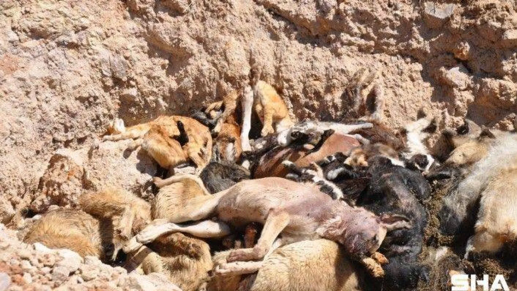 (Özel) İBB hayvan barınağında vahşet: Telef olmuş onlarca kedi ve köpek toplu mezara koyuldu