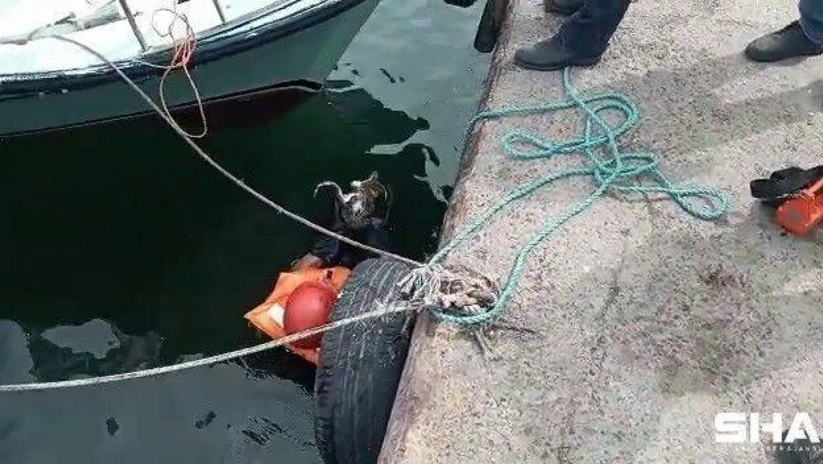 Avcılar'da denize düşen kedi için itfaiye seferber oldu