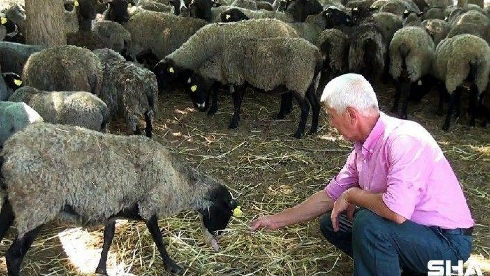 Çiftliğindeki 100 koyunu 800'e yükseltti