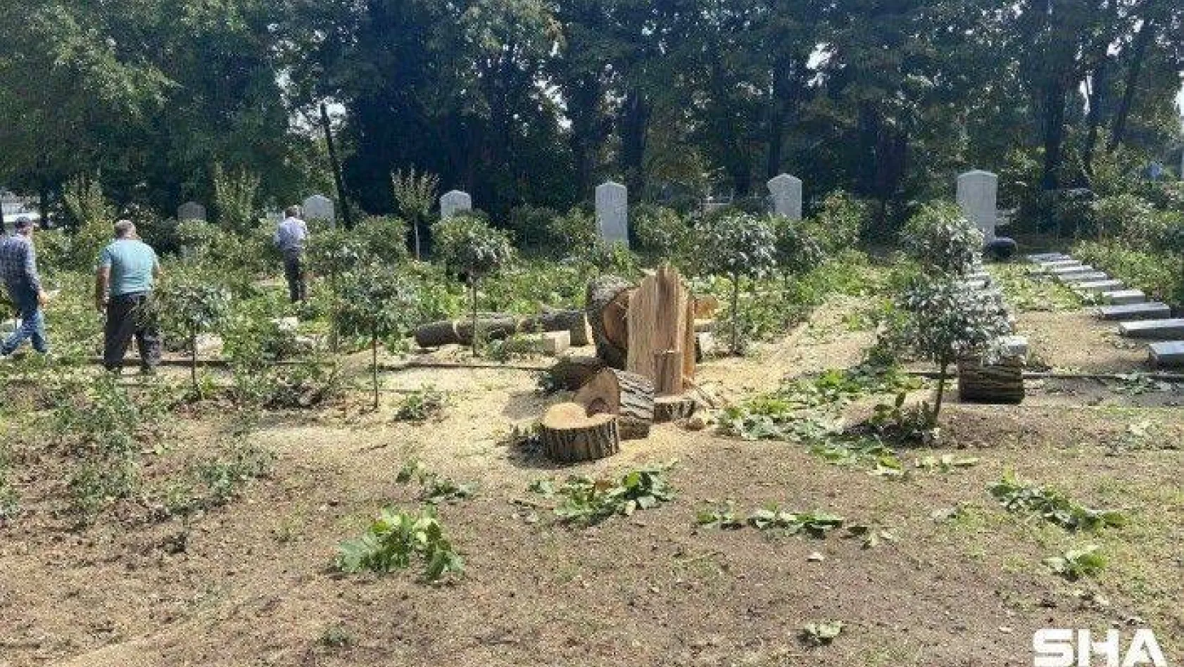 Edirnekapı Şehitliğinde İBB'nin kestiği ağaçlar mezarlığın üzerine devrildi