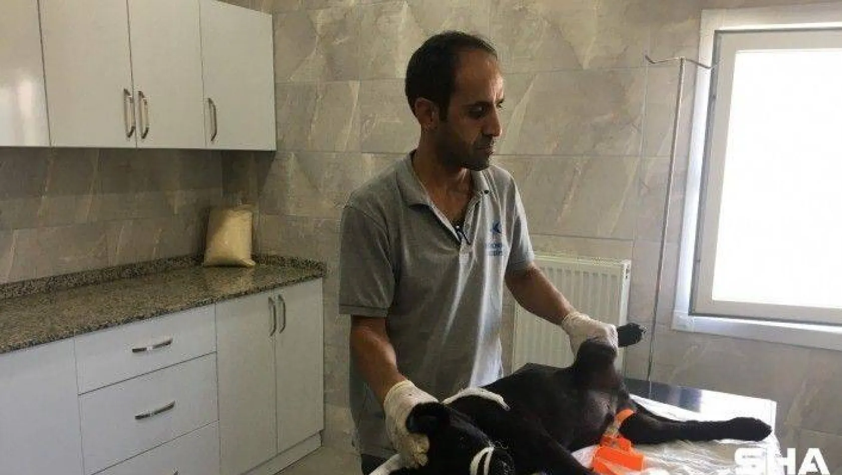 (ÖZEL) Bakırköy'de aracın çarptığı yavru köpek tedavi altında