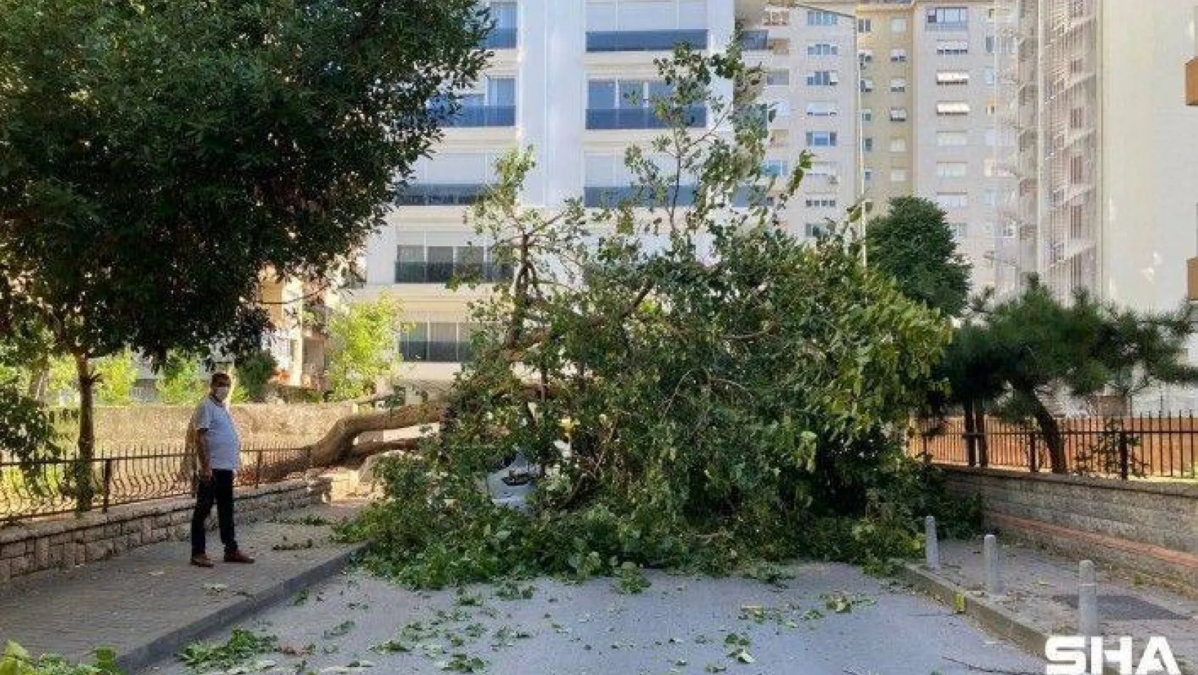 (Özel) Kadıköy'de dut ağacı park halindeki otomobilin üzerine devrildi