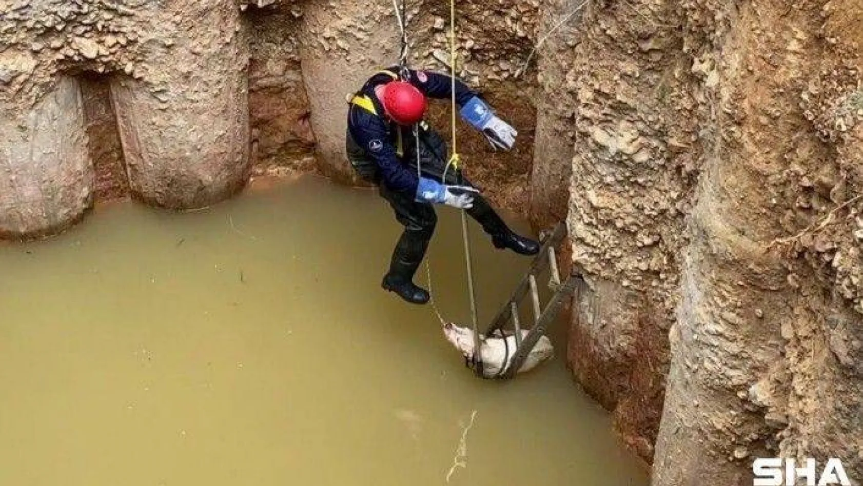 (Özel) Sancaktepe'de su dolu çukura düşen köpek donmak üzereyken kurtarıldı
