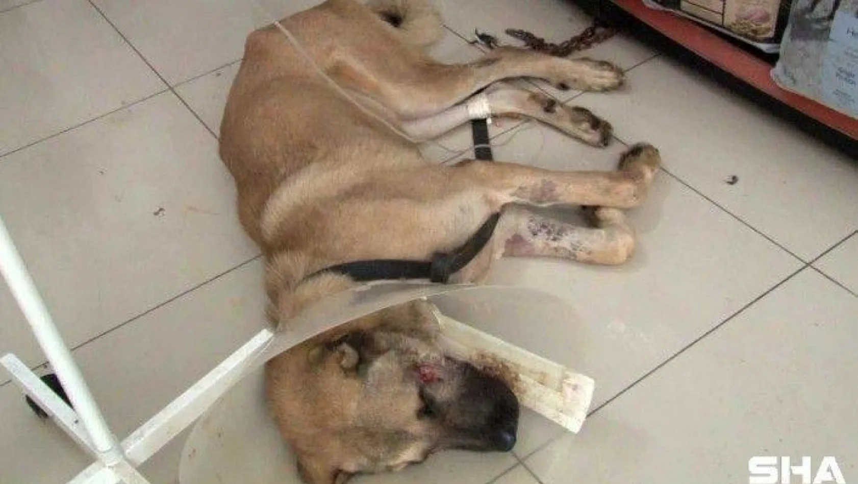 (ÖZEL) Silahlı saldırıya uğrayan köpeğin yaşam mücadelesi devam ediyor