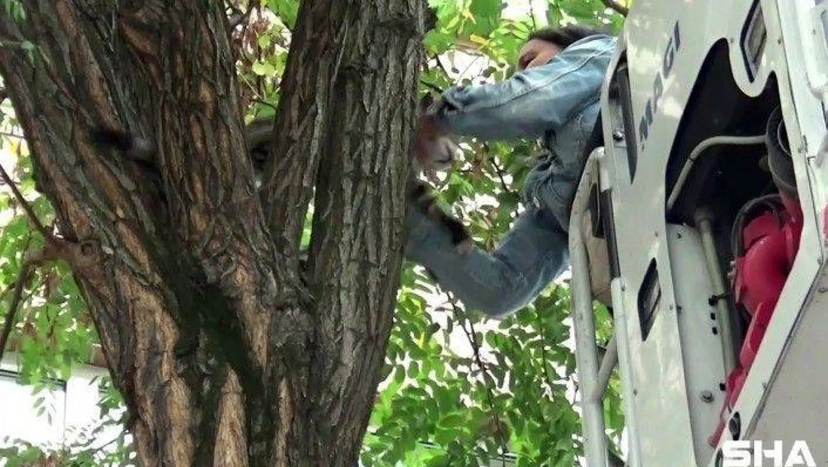 (Özel) Sokak köpeklerinin kovaladığı kedi tırmandığı ağaçta mahsur kaldı
