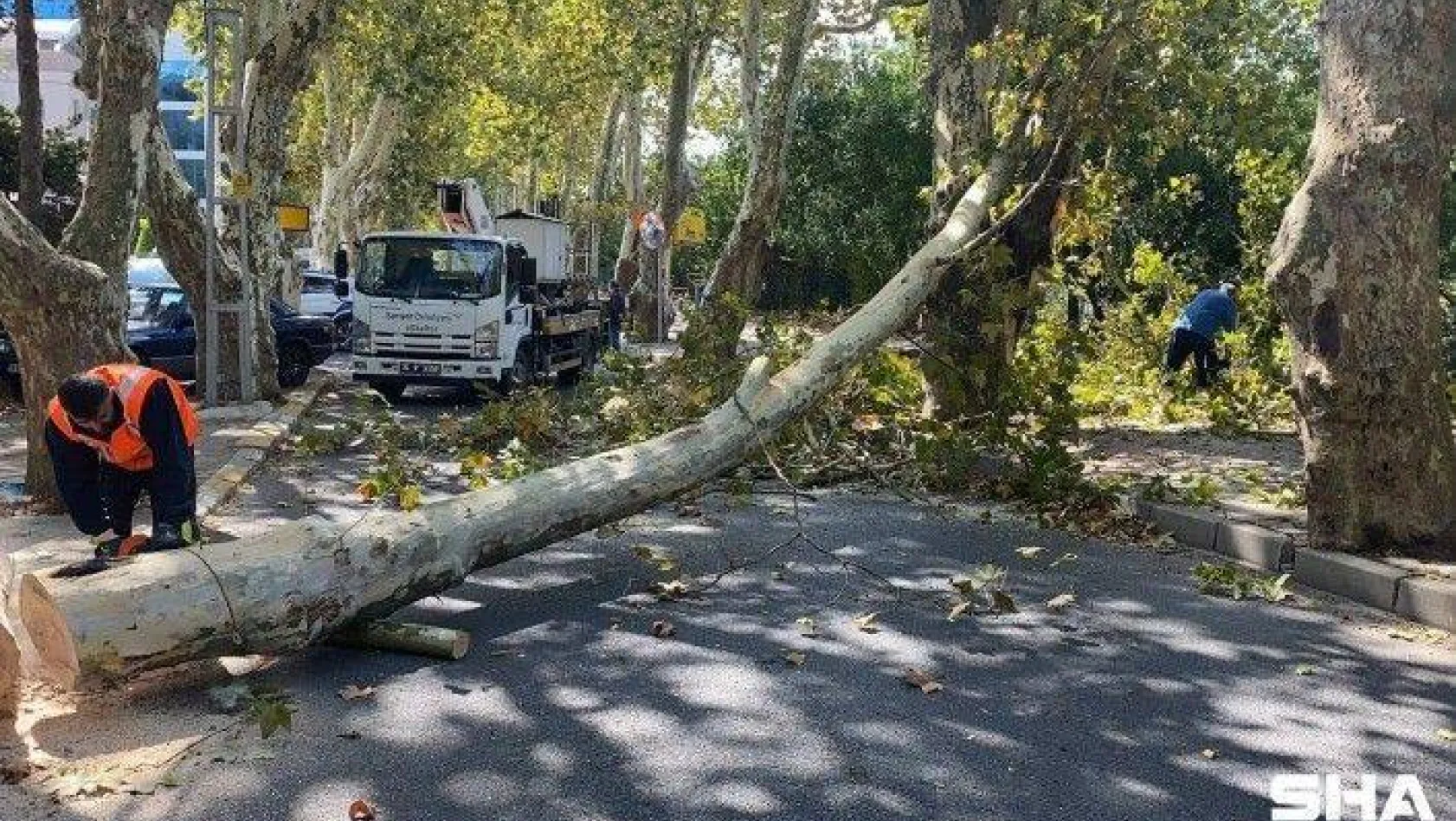 Sarıyer'de asırlık ağaç şiddetli rüzgar nedeniyle kırılarak devrildi
