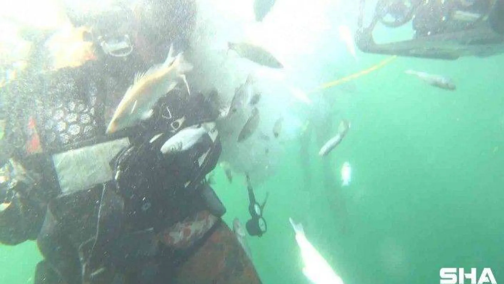 6 bin balık İzmit Körfezi'nde hayat buldu