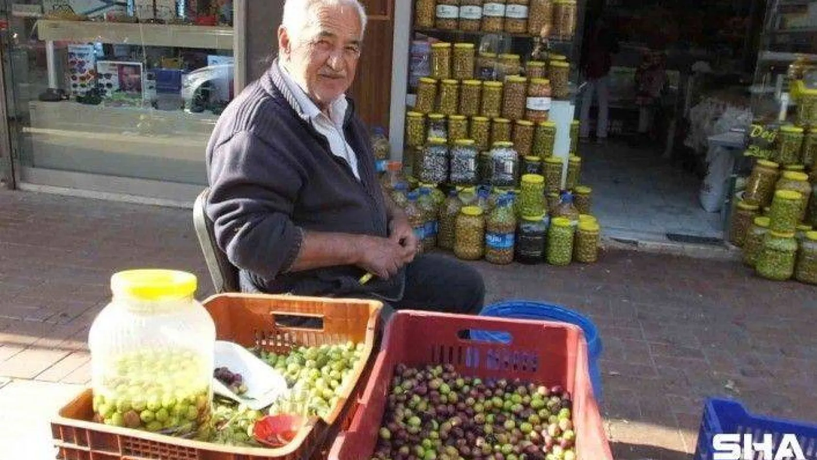 Burhaniye'de yeşil zeytin alımına başlandı, üretici fiyatlardan memnun