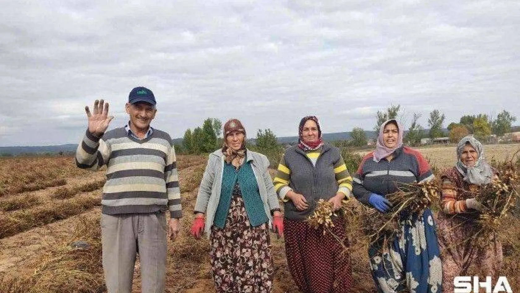 Edirne'de 120 yıldır ekilen fıstığın hasadına başlandı