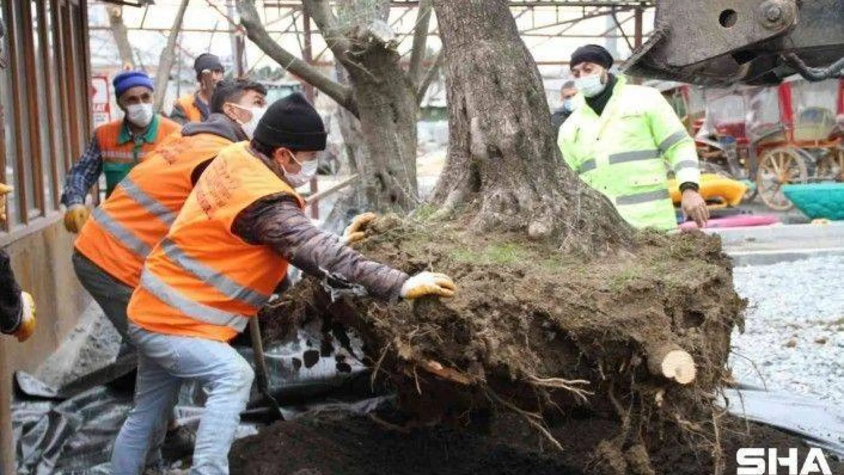 Esenyurt'ta asırlık zeytin ağaçlarını kesilmekten kurtarıldı