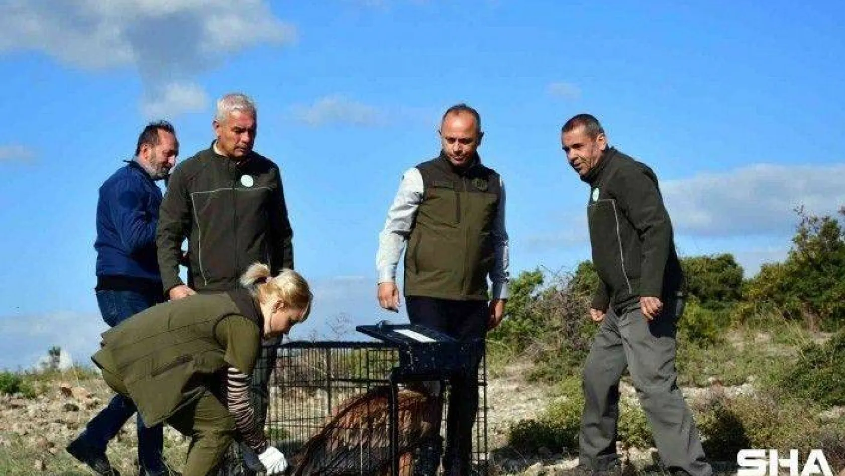 Göç yolunda yorulan kızıl akbaba doğaya salındı