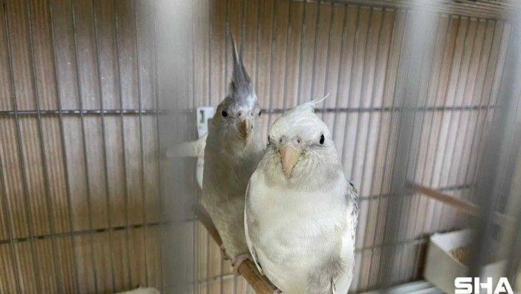 İstanbul'da 'kaçak papağan çiftliğine' operasyon: 45 papağan ele geçirildi
