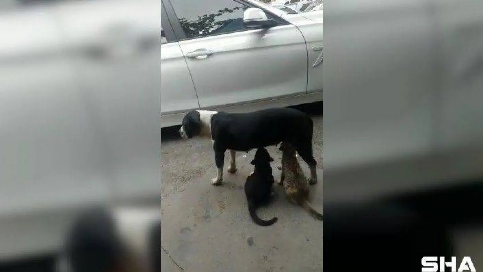(Özel) Ataşehir'de sokak köpeğinin kedileri emzirdiği anlar kamerada