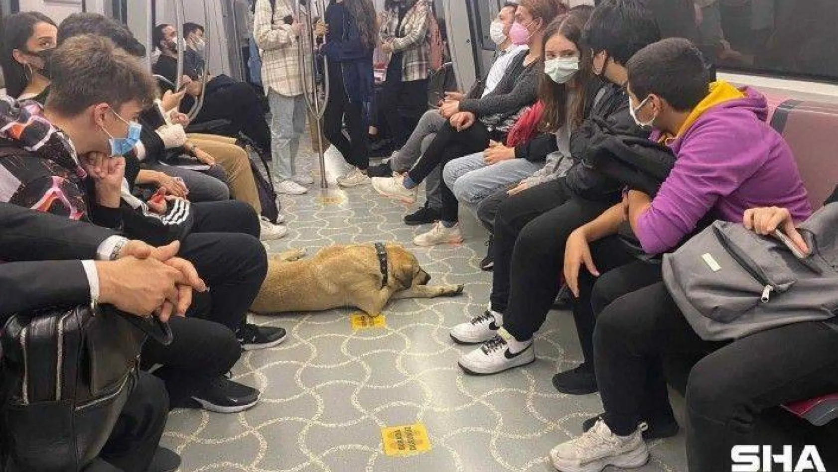 (Özel) İstanbul'un gezgin köpeği 'Boji' Ataşehir'de kameralara yakalandı