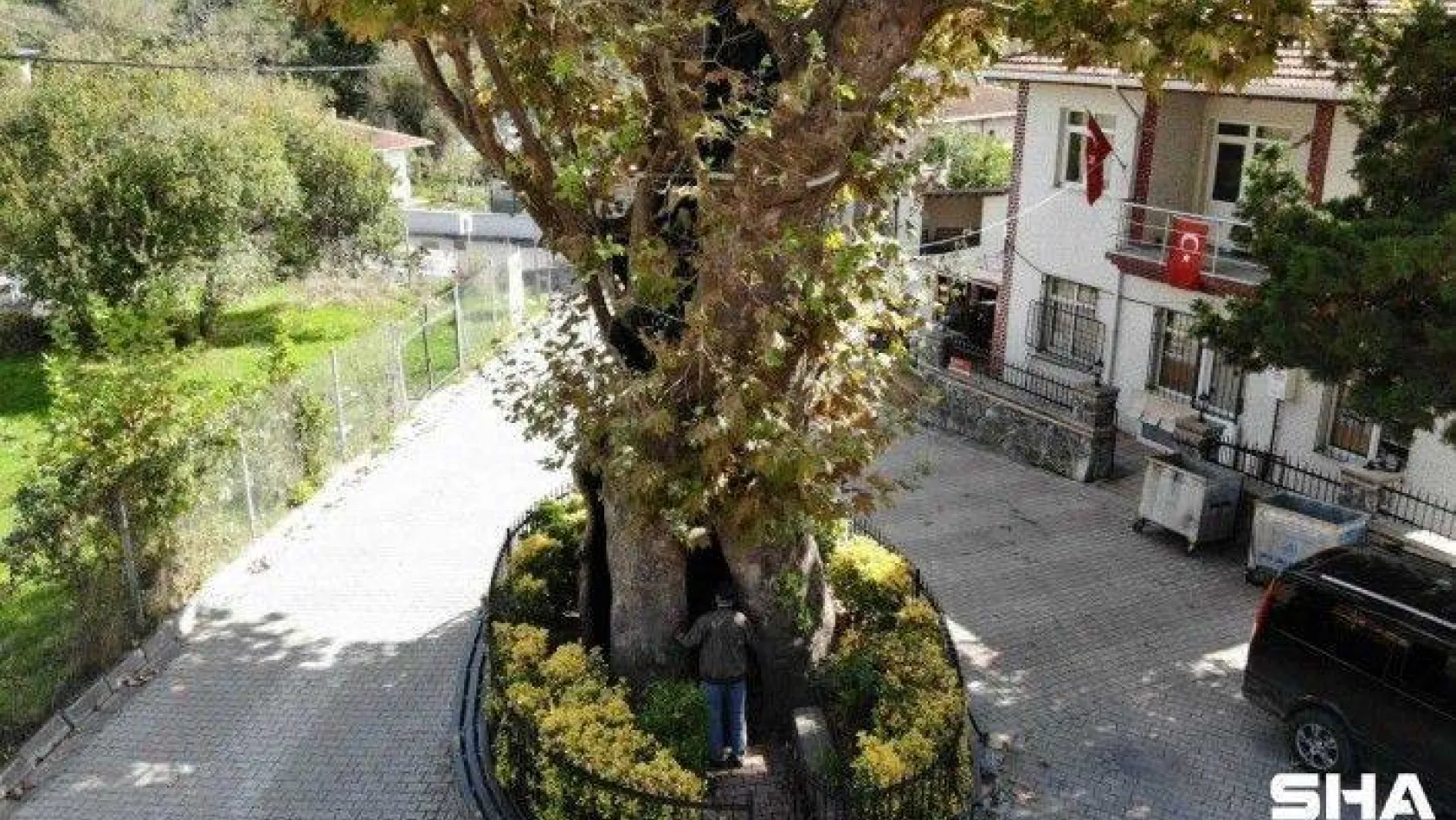 (Özel) Rum çetelerin işkencelerine tanıklık eden 8 asırlık 'işkence ağacı'