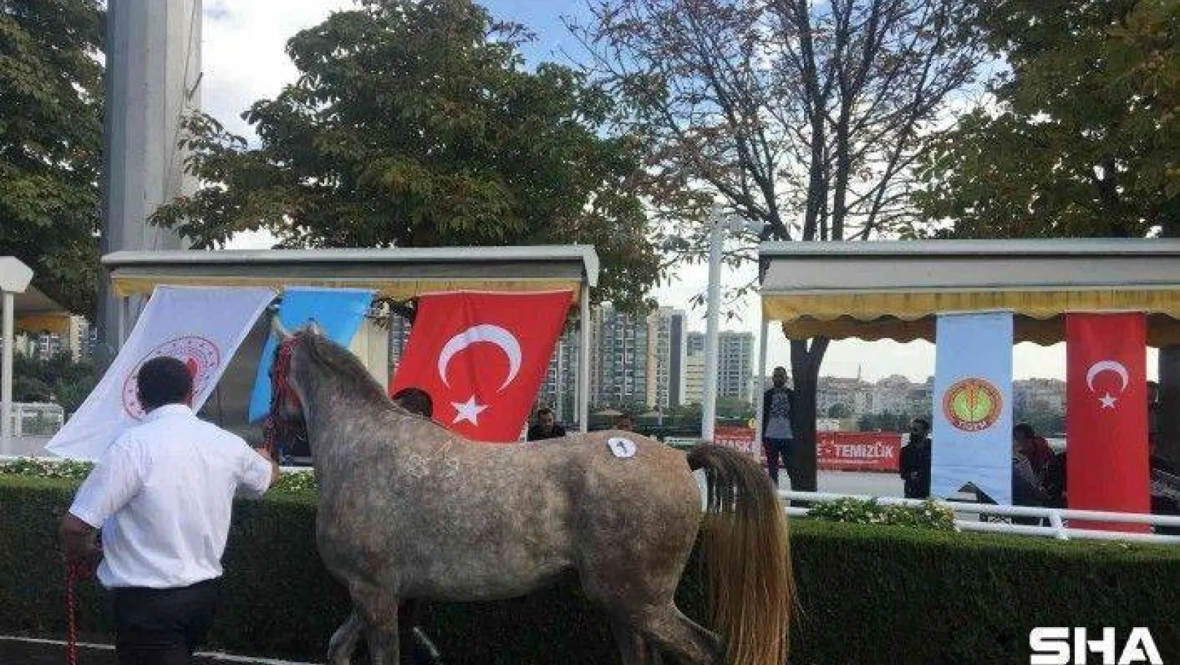 Safkan Arap yarış atı &quotCevhertay" TİGEM tarihinin en yüksek fiyatına satıldı
