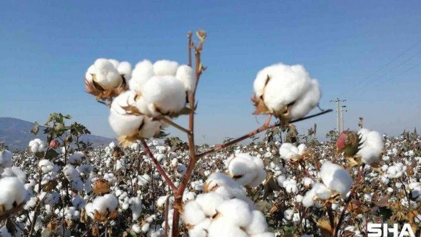 Türkiye'de geliştirilen pamuk tohumu çeşitleri Zambiya'da tescillendi